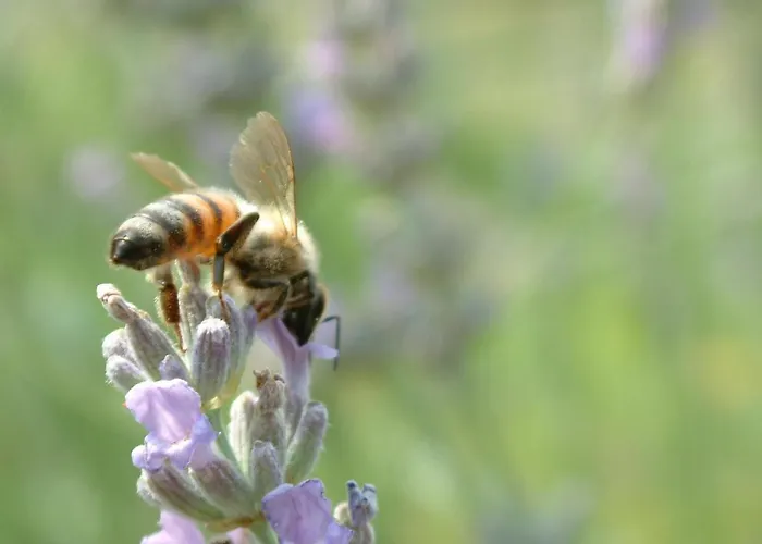 Feriehus Casabencio Lazise
